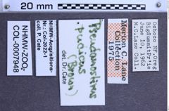 Etiketten zu Pseudanostirus pudicus (NHMW-ZOO-COL-0007948)